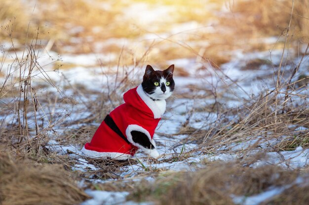 Gato blanco y negro con ropa roja (Año Nuevo) en la hierba nevada.