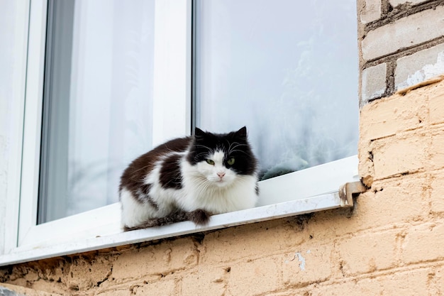 Gato blanco y negro sentado en el alféizar de la ventana