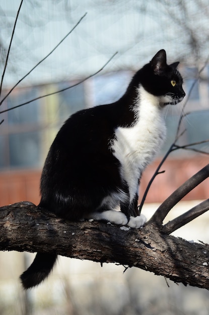 Gato blanco y negro sentado en un árbol