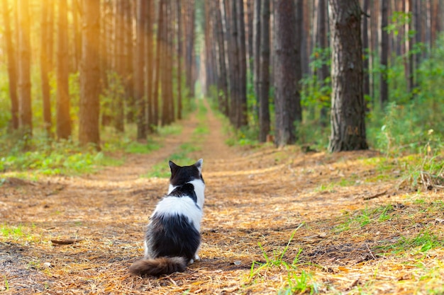 Gato blanco y negro sentado en el bosque