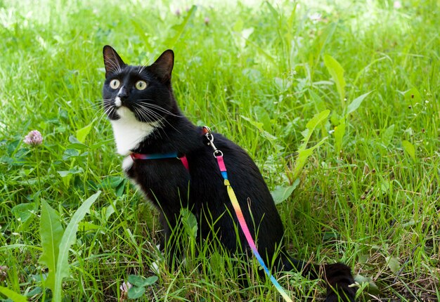 Gato blanco y negro sentado en el césped con un arnés