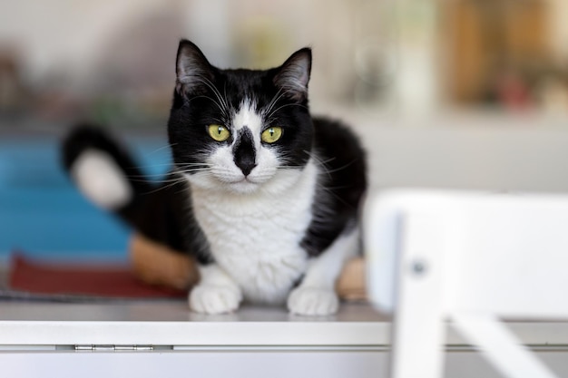 Gato blanco y negro sentado en la mesa