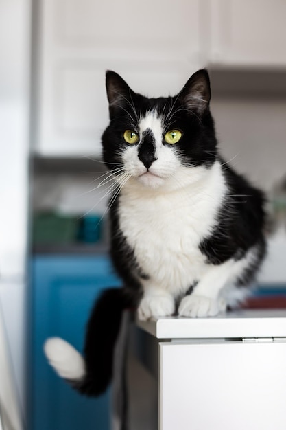 Gato blanco y negro sentado en la mesa