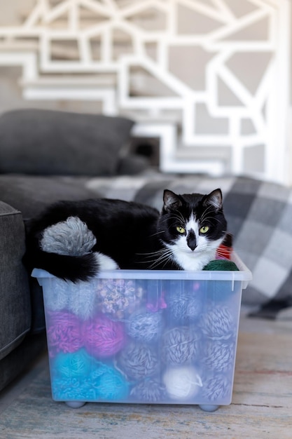 Un gato blanco y negro se sienta en una caja con bolas de hilo en el apartamento.