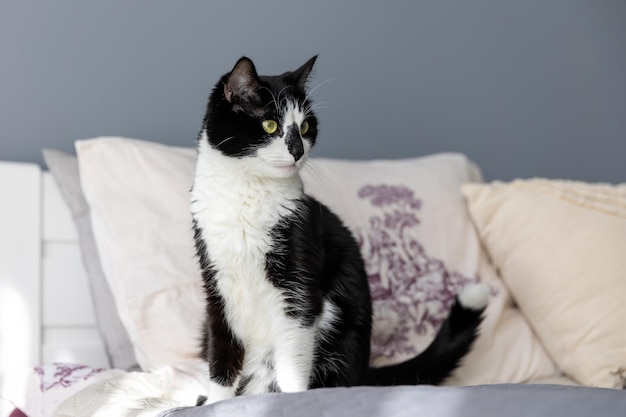 El gato blanco y negro se sienta en la cama y mira hacia otro lado