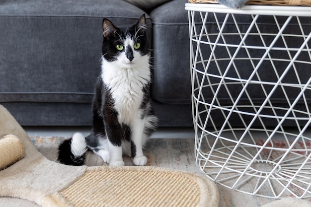 El gato blanco y negro se sienta cerca del rascador en la habitación