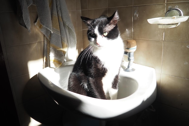 Un gato blanco y negro se sienta en el fregadero el gato se calienta y toma el sol en el sol lugar favorito de las mascotas cuidado de mascotas amigo de cuatro patas del hombre