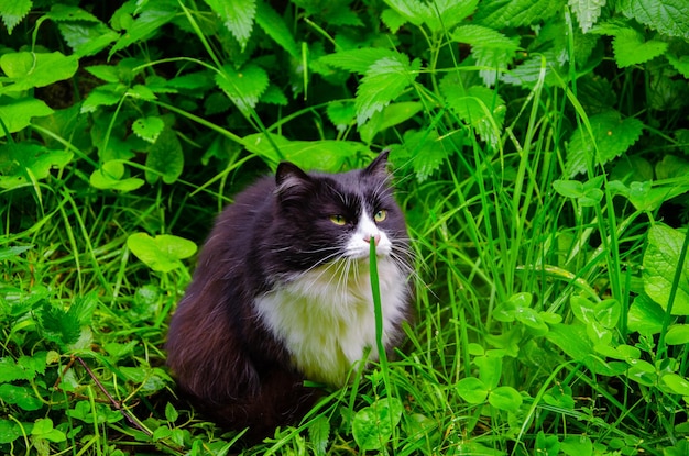 Un gato blanco y negro se sienta en la hierba.