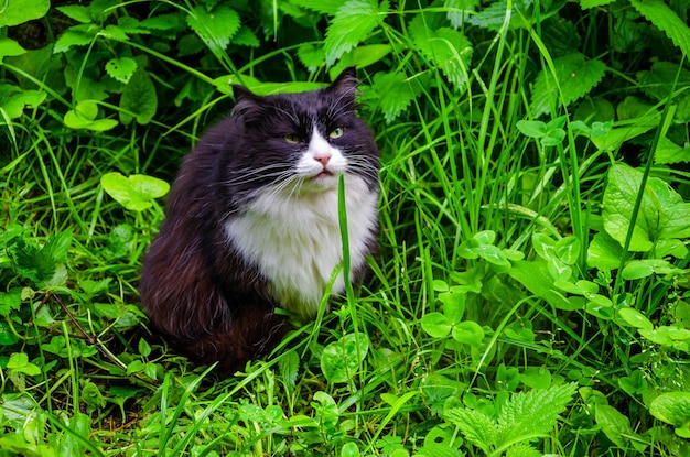 Un gato blanco y negro se sienta en la hierba.