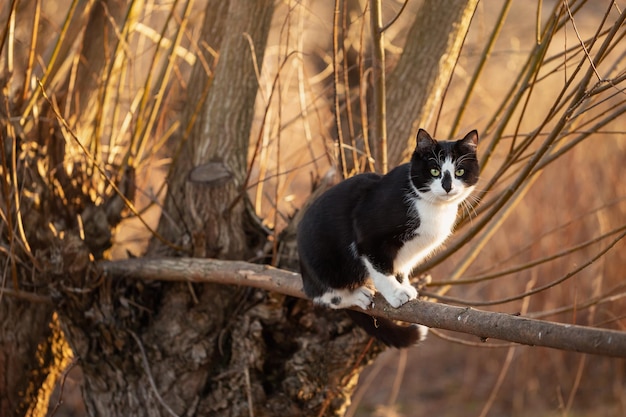 Un gato blanco y negro se sienta en la rama de un árbol en un parque de otoño.