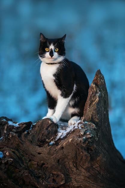 El gato blanco y negro se sienta en un tocón en invierno. Fondo azul. Fondo de invierno.