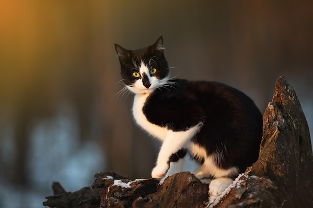 El gato blanco y negro se sienta en un tocón en un parque de invierno al atardecer