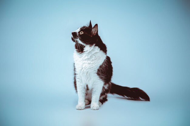 Gato blanco y negro sobre fondo blanco mascota