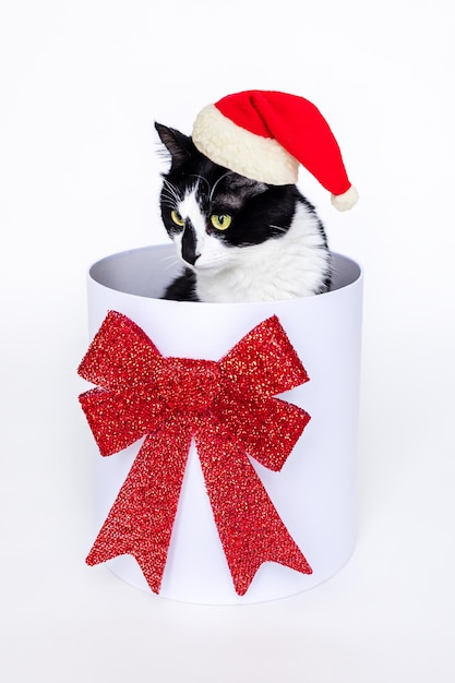 Un gato blanco y negro con un sombrero de Navidad se sienta en una caja blanca con un lazo rojo.