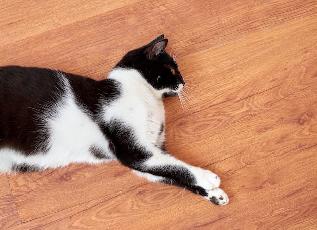 Un gato blanco y negro tumbado en un suelo de parquet