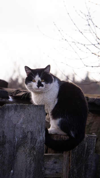 Foto gato blanco y negro en una valla de madera