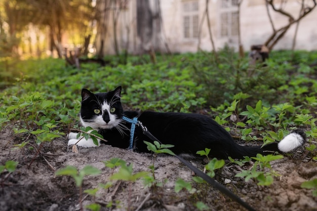 Un gato blanco y negro yace en el césped frente a la casa al atardecer