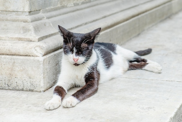 Un gato blanco y negro yace junto a un