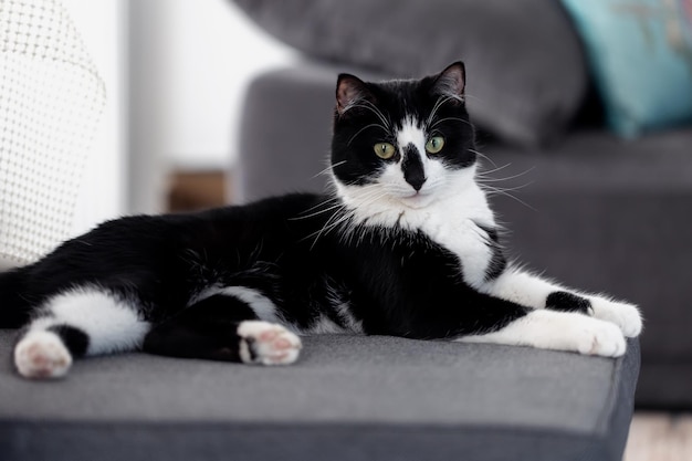 El gato blanco y negro yace en el sofá de casa.