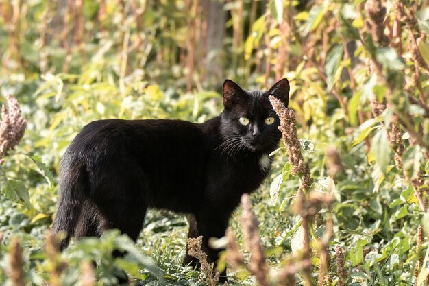 Un gato blanco y negro