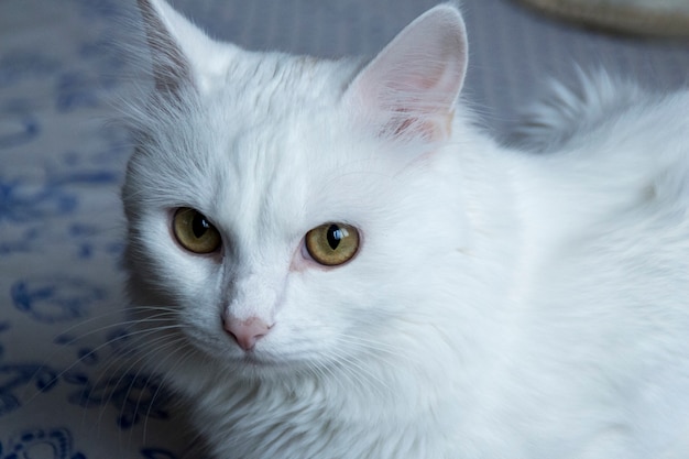 Gato blanco con ojos amarillo verdoso