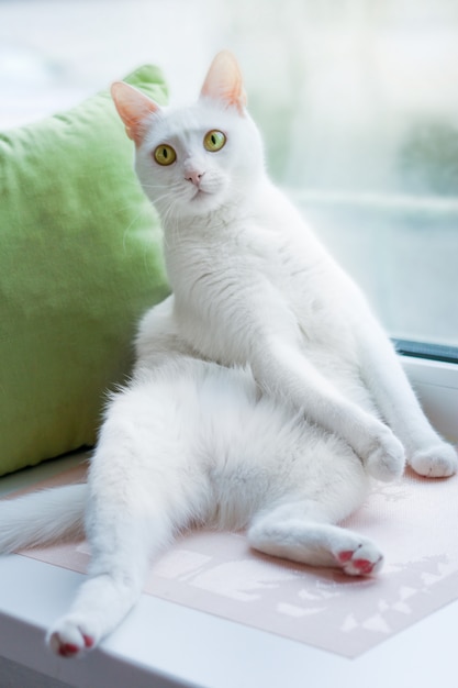 Gato blanco con ojos amarillos cerca de la ventana con una pose de descanso.