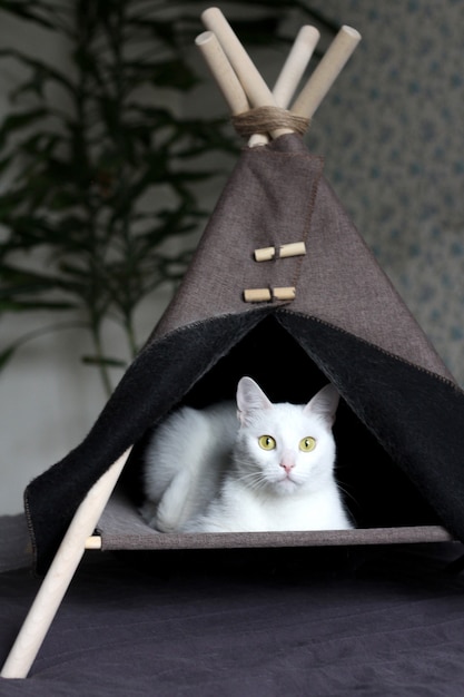 Un gato blanco con ojos amarillos está sentado en su casa.