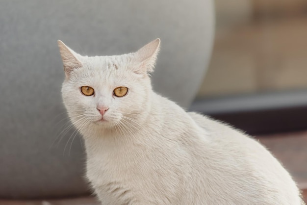 Un gato blanco con ojos amarillos y un gato blanco con nariz roja.