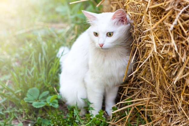 Un gato blanco con ojos amarillos se sienta en la hierba verde y la paja.