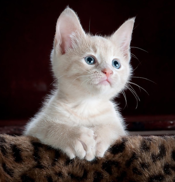 Un gato blanco con ojos azules mira hacia la cámara.