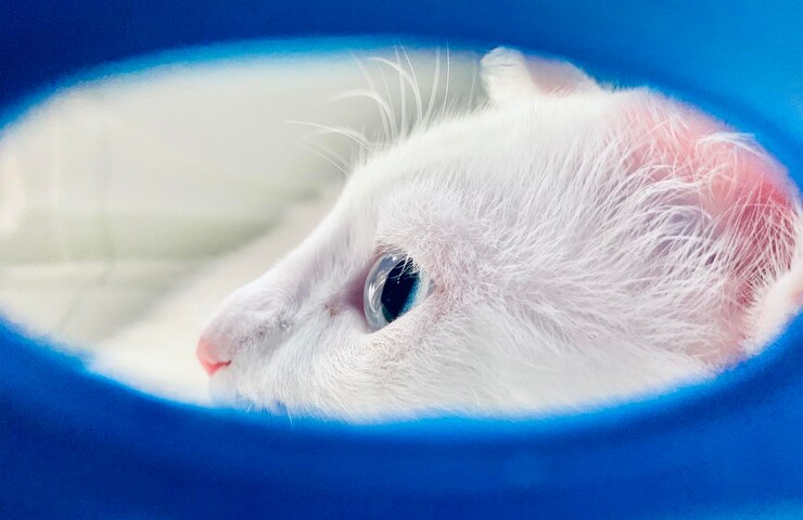 gato blanco con ojos azules mirando a través de la caja