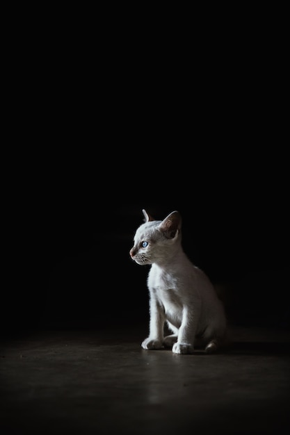 Foto gato blanco con ojos azules, sentado en la oscuridad