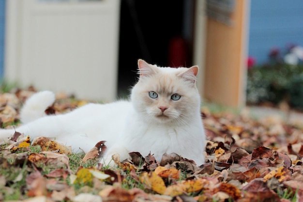 Un gato blanco con ojos azules yace en las hojas amarillas del patio.