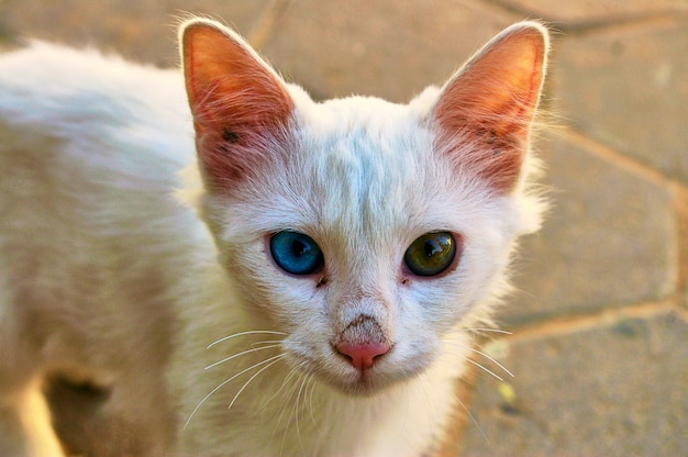 Gato blanco con ojos de color te mira. Israel.