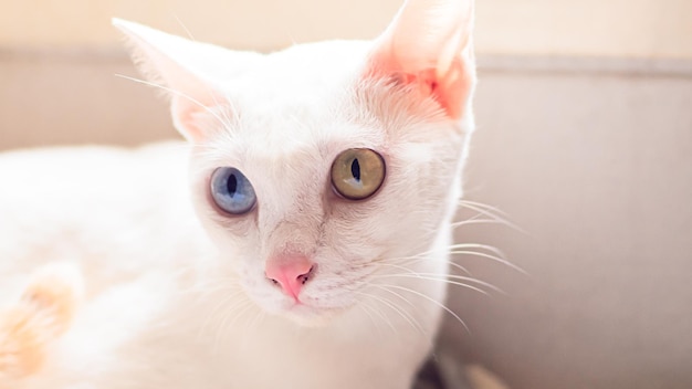 Gato blanco con ojos de diferentes colores con ojos azules y amarillos Adorables mascotas domésticas