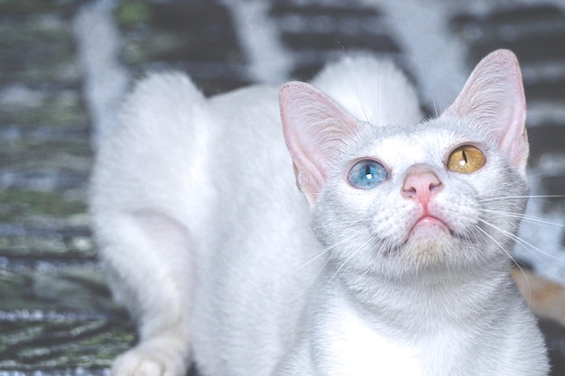 Gato blanco con ojos de diferentes colores con ojos azules y amarillos Adorables mascotas domésticas