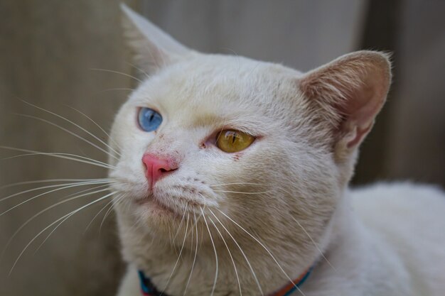 Un gato blanco de ojos extraños, amarillo y azul en cuclillas.