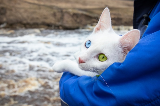 Gato blanco con ojos verdes y azules en la mano del hombre en chaqueta azul contra la superficie del río corriente.