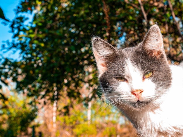 Foto un gato blanco con orejas grises mira a la lente.