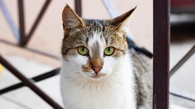 Gato blanco con orejas grises y ojos verdes.