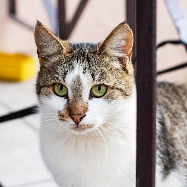 Gato blanco con orejas grises y ojos verdes.