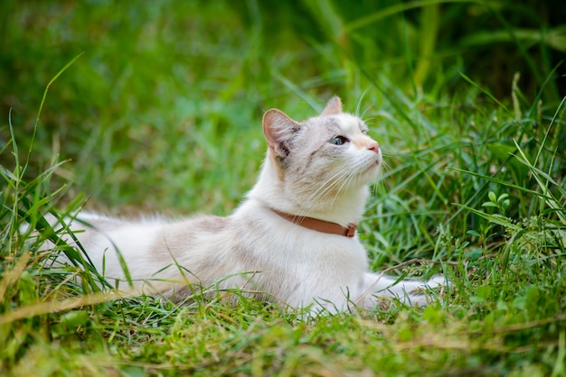 Gato blanco en pasto verde