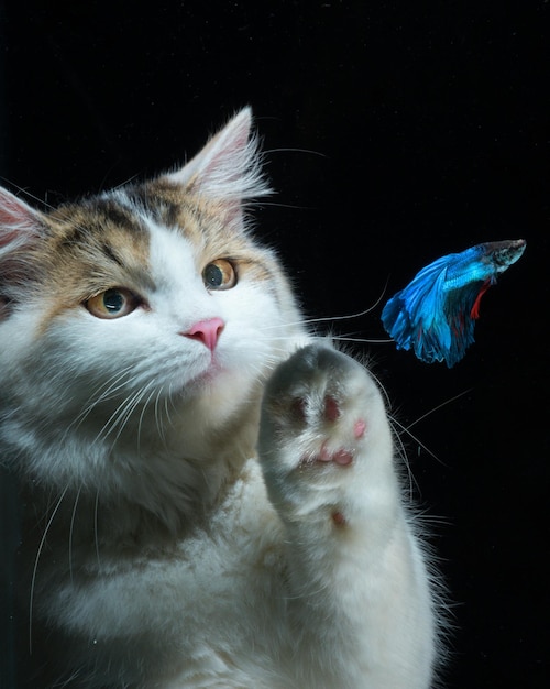 Gato blanco y pez betta azul con fondo negro