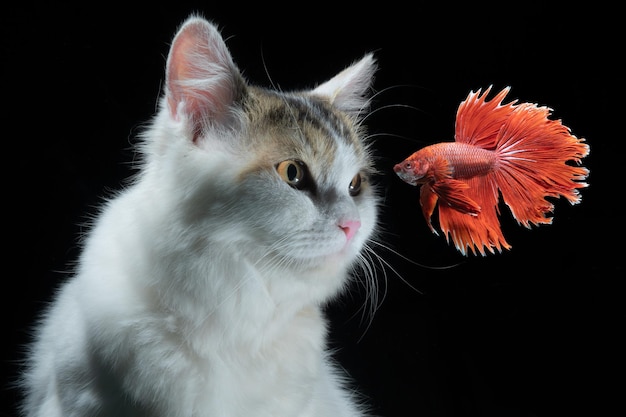 Gato blanco y pez betta rojo con fondo negro