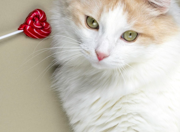 Gato blanco con una piruleta en forma de corazón