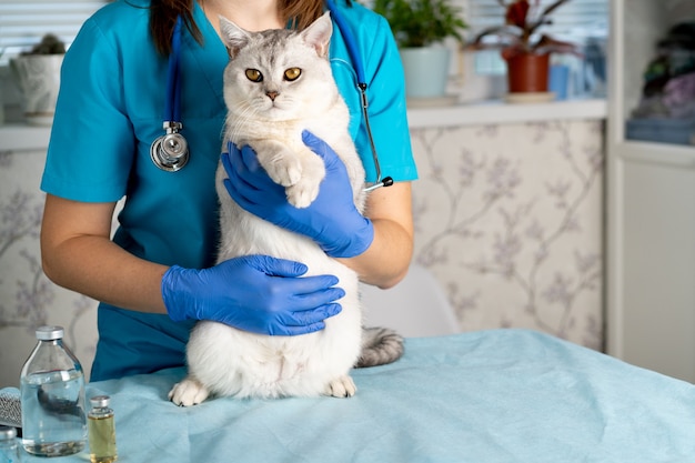 Gato blanco de pura raza sobre la mesa en la clínica veterinaria con un médico, el médico sostiene un gato joven en sus manos, cuidando a las mascotas.