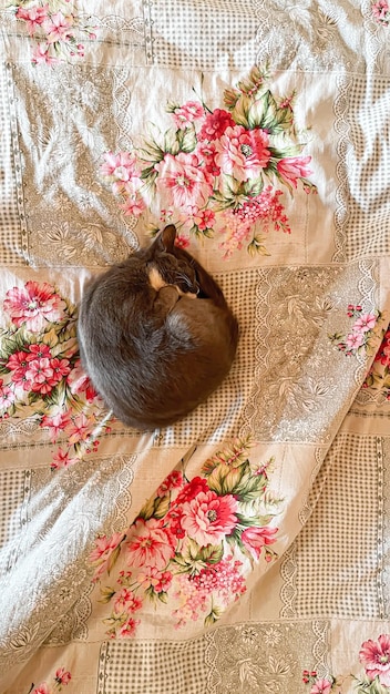 Gato blanco puro durmiendo en ropa de cama blanca hogar acogedor