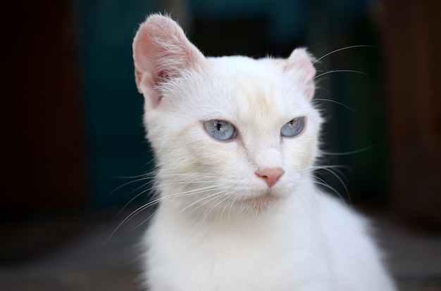 Gato blanco puro con ojos azul turquesa y orejas rosadas defectuosas