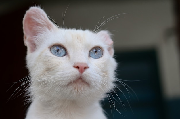 Gato blanco puro con ojos azul turquesa y orejas rosadas defectuosas