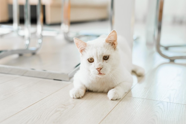 Un gato blanco que fue rescatado en la calle con un ojo dolorido se sienta en el suelo de la casa y mira con cuidado.